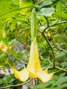 Angel trumpet flower in full bloom Royalty Free Stock Photo