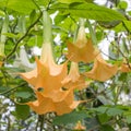 Angel trumpet flower Royalty Free Stock Photo