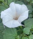 Angelâ Trumpet, a single flower