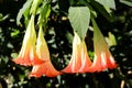 Angel Trumpets, Brugmansia, Datura Flower