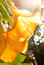 Angel trumpets - Brugmansia suaveolens Royalty Free Stock Photo