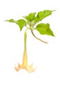 Angel trumpets flower Royalty Free Stock Photo