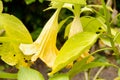 The angel trumpets are a genus of plants from the nightshade family