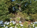 Angel of the Waters Sculpture or George Robert White Memorial, Boston Public Garden, Boston, Massachusetts, USA Royalty Free Stock Photo