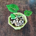 An angel wing or caladium in a small ceramic pot Royalty Free Stock Photo