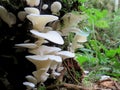 Angel Wing Mushrooms - Pleurocybella porrigens