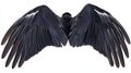 An angel wing with natural black plumage, isolated on a white background. Royalty Free Stock Photo