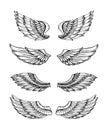 Angel wings. Abstract black winged design. Eagle bird wing hand drawn isolated set