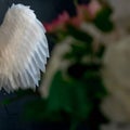 Angel wings - element of women`s costume Royalty Free Stock Photo