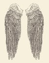 Angel wings illustration, engraved style, hand drawn