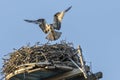 Angel Wings of an Osprey Landing on Nest Royalty Free Stock Photo