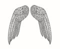 Angel wings. Outline drawing on a white background.Vector illustration.300 dpi.