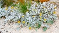 Yellow flowering angel wings or sea cabbage - Senecio candicans - flowering in white sand of beach on New Island, Falkland Islands Royalty Free Stock Photo