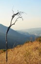 Angeles National Forest, Foothills