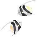 Angelfish Royalty Free Stock Photo