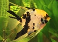 Angelfish Royalty Free Stock Photo