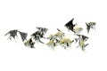 Angelfish animal aquarium white background