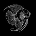 An Angelfish that is black and white, featuring a lengthy tail and a petite mouth.