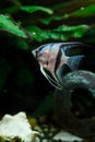 Angelfish Royalty Free Stock Photo