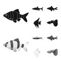 Angelfish, common, barbus, neon.Fish set collection icons in black,monochrom style vector symbol stock illustration web.