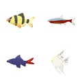 Angelfish, common, barbus, neon.Fish set collection icons in cartoon style vector symbol stock illustration web.