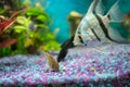 Angelfish and corydoras julii, feeding in a home aquarium Royalty Free Stock Photo