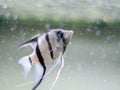 Angelfish in a fish tank with blurred bubbles background Royalty Free Stock Photo