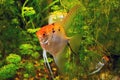 Angelfish in green thicket of aquarium