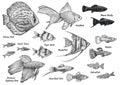 Angelfish illustration, drawing, engraving, ink, line art, vectorCollection of aquarium fish illustration, drawing, engraving, ink