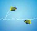 Angelfish jumping