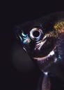 Angelfish Pterophyllum fish close-up portrait, aquarium fish on a black background