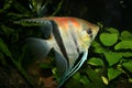 Angelfish (Pterophyllum scalare)