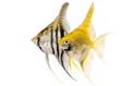 Angelfish Pterophyllum scalare aquarium fish Royalty Free Stock Photo