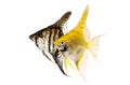 Angelfish pterophyllum scalare aquarium fish isolated on white