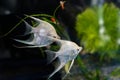 Angelfish Pterophyllum scalare Royalty Free Stock Photo