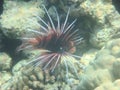 Angelfish red sea egypt africa