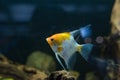 Angelfish scalare small aquarium fish swimming in the aquarium Royalty Free Stock Photo