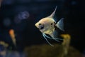 Angelfish scalare small aquarium fish swimming in the aquarium Royalty Free Stock Photo