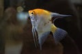 Angelfish scalare small aquarium fish swimming in the aquarium Royalty Free Stock Photo