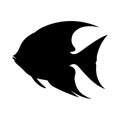 angelfish silhouette Royalty Free Stock Photo