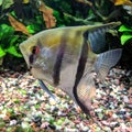 Angelfish in Tropical Aquarium