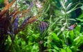 Angelfish in Tropical Aquarium Royalty Free Stock Photo