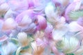 Angelic pastel tinted blue feather background - small fluffy blue feathers randomly scattered forming a background Royalty Free Stock Photo