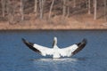 Angelic pelican spreads its wings