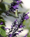 Archilochus Colubris Ruby-Throated Hummingbird At Purple Salvia Royalty Free Stock Photo