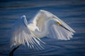 Angelic wings of the snowy egret Royalty Free Stock Photo