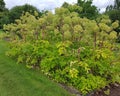 Angelica archangelica Royalty Free Stock Photo