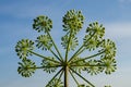 Angelica archangelica garden angelica