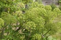 Angelica Archangelica - the plant used in culinary Royalty Free Stock Photo