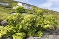 Angelica archangelica is an typical herbal plant